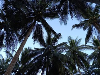 Palm trees are isolated with blue skies in background captured low angle