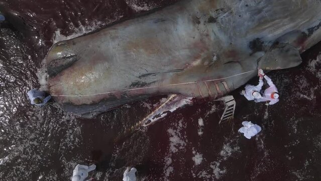 Dead Sperm Whale In State Of Putrefaction On The Beach, Bali, Indonesia