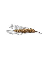 wheat spike