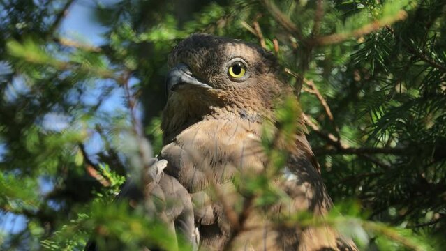 European honey buzzard (Pernis apivorus), also known as the pern or common pern,is a bird of prey in the family Accipitridae