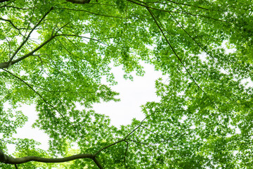 春・初夏・夏の日差しに照らされる森林の新緑の緑　自然・夏休み・夏・アウトドア・キャンプ・観光・旅行のイメージ背景　