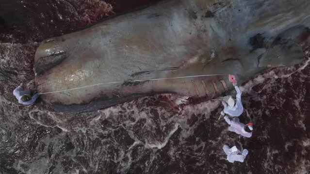 Dead sperm whale in state of putrefaction on the beach, Bali, Indonesia