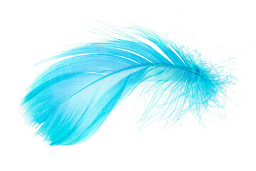 Light fluffy blue feather isolated on white background.