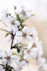 Kwiaty wiśni na gałązce na jasnym tle © mycatherina