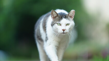 One adorable wild cat sitting in the garden for resting