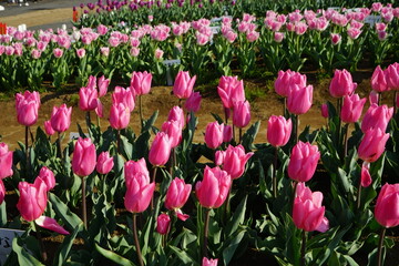 チューリップの花