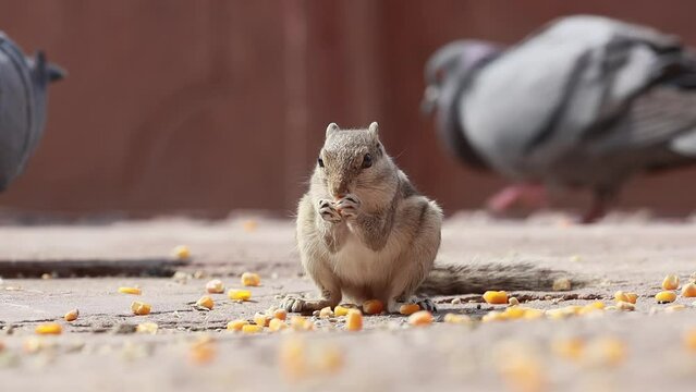 Indian palm squirrel or three-striped palm squirrel (Funambulus palmarum) is a species of rodent in the family Sciuridae found naturally in India (south of the Vindhyas) and Sri Lanka.
