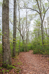 Trail in the Woods at Big South Fork National River and Recreation Area