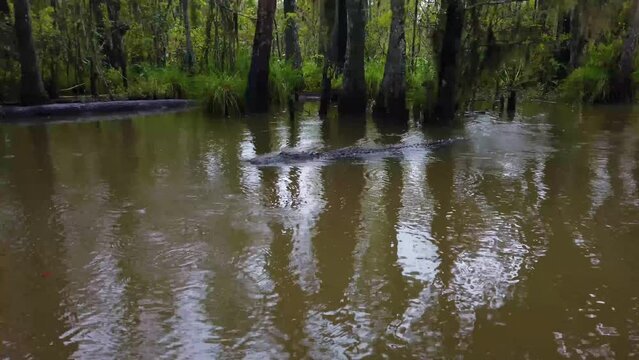 Alligator swimming in the Old Pearl River in Slidell Louisiana.  There is a slight rain, and aquatic vegetation and trees are along the shore.