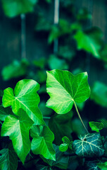 green leaves fresh summer background