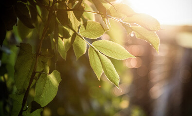 fresh green leaves at sunset summer background