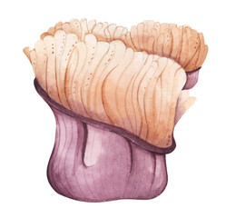 Seaweeds. Underwater ocean plants, sea coral elements. Watercolor illustration.