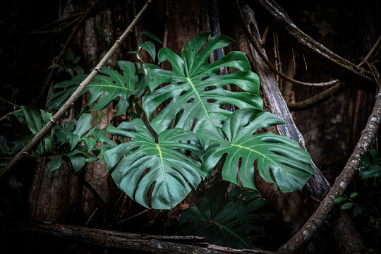 big Monstera deliciosa leaves on the side of a tree in the jungle of Costa Rica