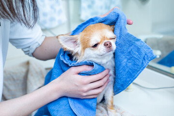 シャンプー後にタオルで乾かす犬