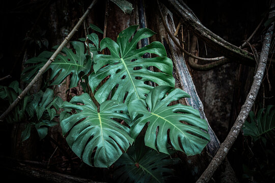 big Monstera deliciosa leaves on the side of a tree in the jungle of Costa Rica