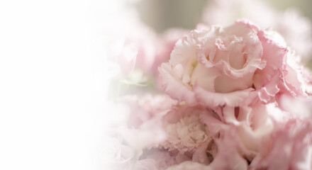 ピンクのカーネーションの花びらのアップ、バラの花束のマクロ接写　カードサイズ、母の日の背景（コピースペース