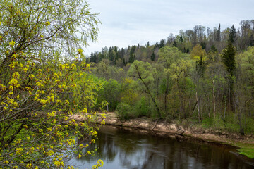Obraz premium River Gauja in spring with first fresh leaves in Sigulda in Latvia