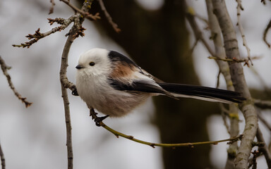 Long-tailed Tit (Aegithalos caudatus) bushtit. Lovely long-tailed tit. long-tailed bushtit. Black and white plumage bird with variable amounts of grey and pink and long narrow tail
