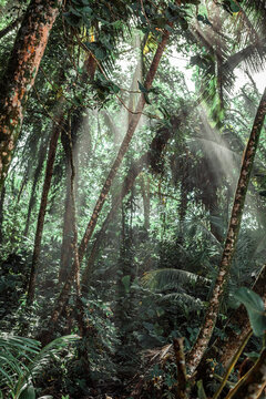 sunlight coming through a tropical jungle canopy