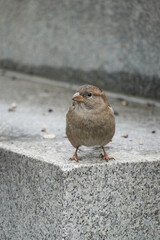 A sparrow in the city environment in spring season