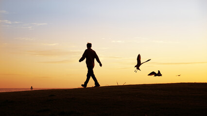 Silhouette image of a man walking at sunrise. Birds flying landing on the beach. Auckland.