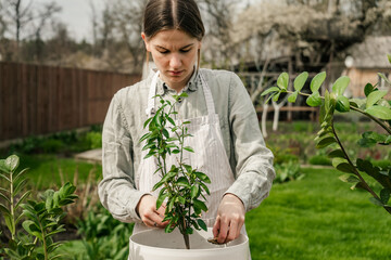 a woman gardener taking off dry leaves from grapefruit plant