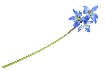 Blue scilla flower isolated on white or transparent background - obrazy, fototapety, plakaty