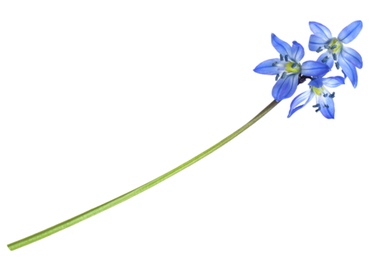 Blue scilla flower isolated on white or transparent background