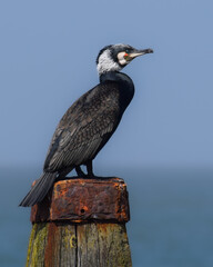 Cormorant at the seaside in the Netherlands - 597086065