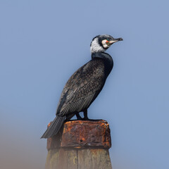 Cormorant at the seaside in the Netherlands - 597086073