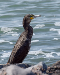 Cormorant at the seaside in the Netherlands - 597086081