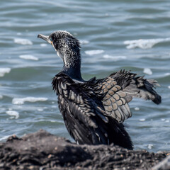Cormorant at the seaside in the Netherlands - 597086084
