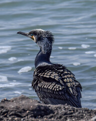 Cormorant at the seaside in the Netherlands - 597086086