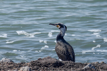 Cormorant at the seaside in the Netherlands - 597086095