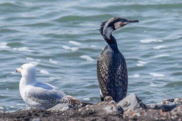 Cormorant at the seaside in the Netherlands - 597086096