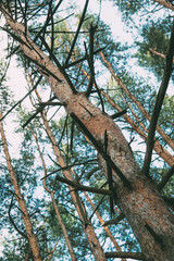 Trunks of pine trees in the forest. Pine tree trunk in forest. Pinewood tree trunks. Pine tree trunks view. 