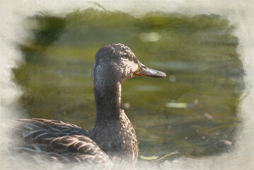 A female Mallard dabbling duck, Anas platyrhynchos digital watercolour painting.