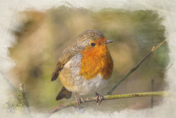 European Robin, Erithacus rubecula digital watercolour woodland painting.