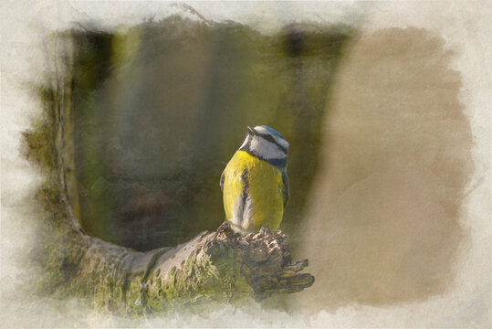 Digital watercolour painting of a Eurasian Blue Tit, Cyanistes caeruleus in a natural woodland setting.
