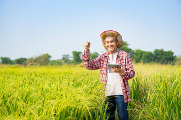 happy asian senior smart farmer standing in paddy field, one hand holding tablet computer and other hand doing hand fist for the success of using technology in rice planting