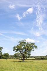 Fototapeta na wymiar Oak meadow in the Summertime of England.