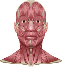 Face and Neck Muscles Medical Anatomy Diagram