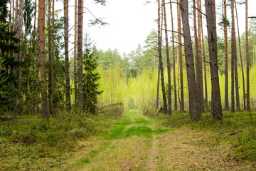 Fotobehang forest in spring, birch forest, birch trees turn green, awakening nature, environmental protection, ecological place, natural material, walking place, wildlife, © ithorhanna
