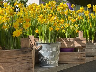 Beautiful daffodils narcissus yellow  flowers in wooden  pots. - obrazy, fototapety, plakaty