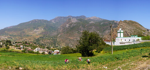 women working the fields, Talassemtane Natural Park, Rif mountains, morocco, africa