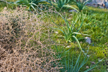 Dry prickly grass on a background of fresh greenery