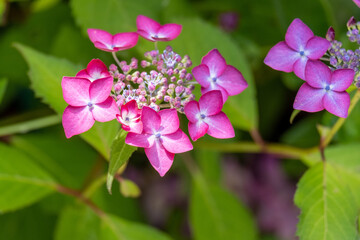 Fototapeta premium アジサイ