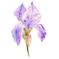 Watercolor iris flower, hand drawn botanical illustration isolated on white background for wedding invitation, greeting card, beauty salon, natural product, florist shop, cosmetics design, beauty