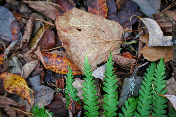 Bright green fern leaf part lying on dry fallen various leaves background