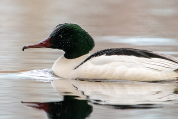Male common merganser (Mergus merganser) swimming in the lake early morning of spring in Finland